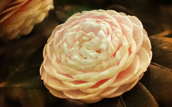 莲花岛轮船时间