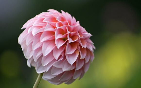 朗丽兹西山温泉营业时间